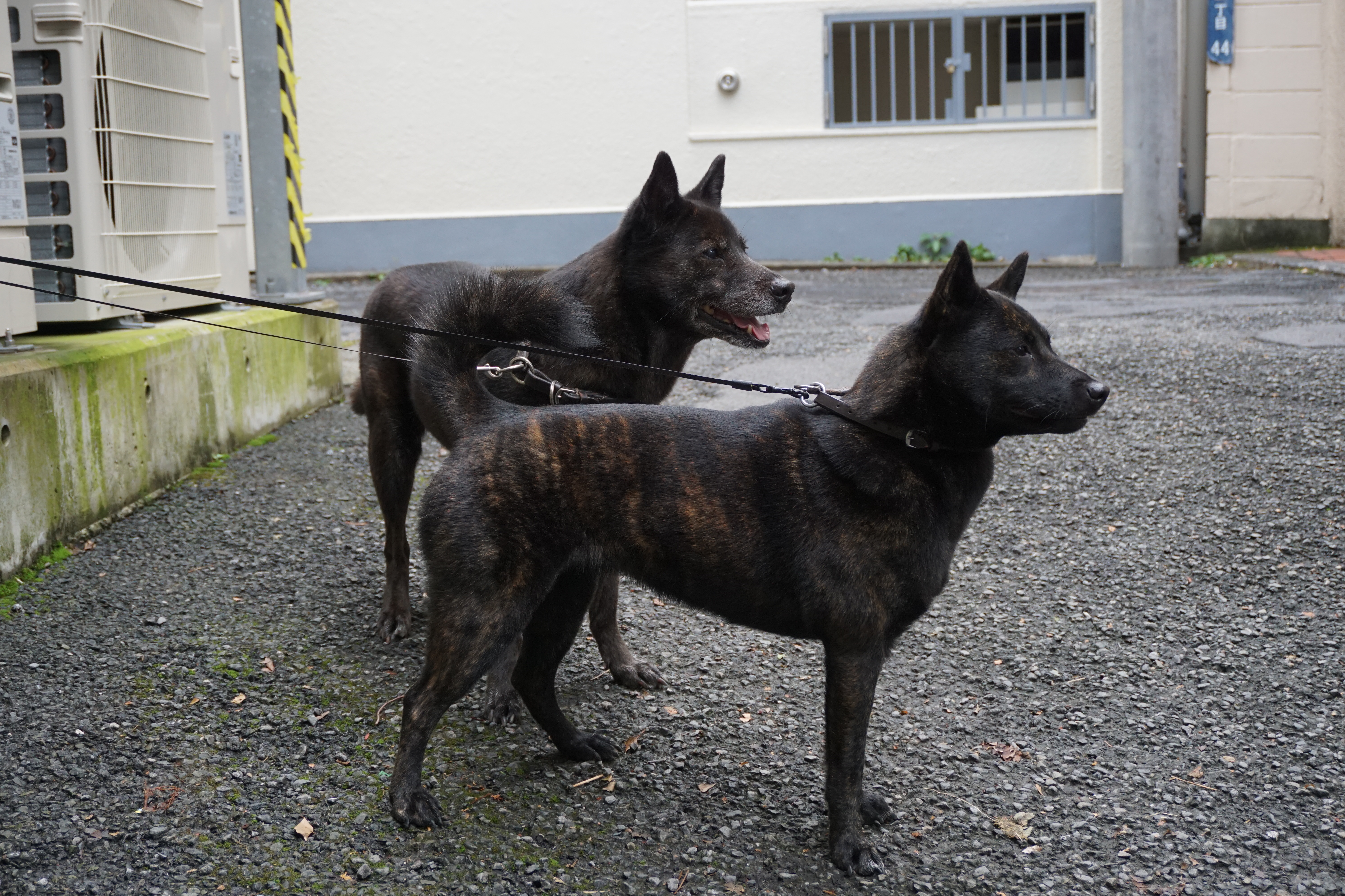 災害救助犬 アール、サラダが来校しました！ - 通信制高校・単位